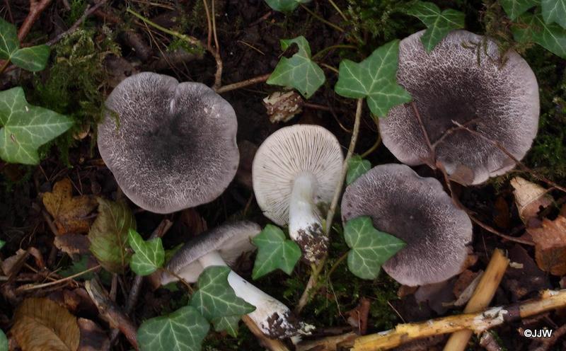 Tricholoma orirubens